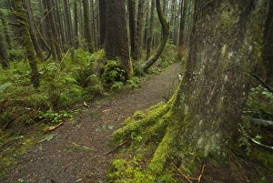 Coastal Temperate Rainforest on Trail to Third Beach, Olympic National Park, Washington Coastal Temperate Rainforest on Trail to Third Beach, Olympic National Park, Washington