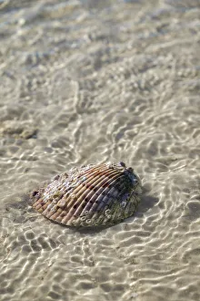 Cockle shell in the water, Honeymoon Island State Park, Dunedin, Florida, USA Cockle shell in the water, Honeymoon Island State Park, Dunedin, Florida, USA