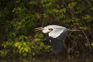 Cocoi Heron (Ardea cocoi) Savannah Rupununi, Guyana Cocoi Heron (Ardea cocoi) Savannah Rupununi, Guyana