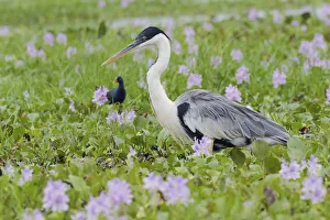 Cocoi Heron stalking through the flowering wetlands Cocoi Heron stalking through the flowering wetlands
