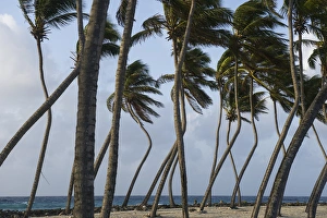 Coconut Palm (Cocos nucifera), Halfmoon Caye, Lighthouse Reef Atoll, BELIZE, Central Coconut Palm (Cocos nucifera), Halfmoon Caye, Lighthouse Reef Atoll, BELIZE, Central