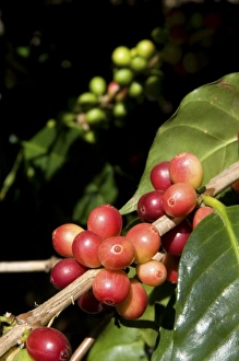 Coffee berries grow on a coffea arabica plantation in San Rafael de Heredia, Costa Rica Coffee berries grow on a coffea arabica plantation in San Rafael de Heredia, Costa Rica