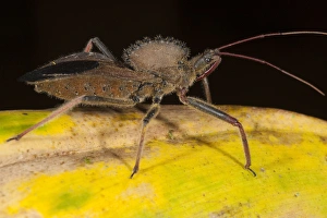 Cog-wheel Assasin Bug (Arilus carinatus) Mindo Cloud Forest West slope of Andes Cog-wheel Assasin Bug (Arilus carinatus) Mindo Cloud Forest West slope of Andes