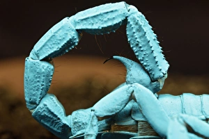 Coiled tail of Emperor scorpion flourescing under black light, Pandinus imperator Africa Coiled tail of Emperor scorpion flourescing under black light, Pandinus imperator Africa
