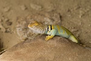 Images Dated 1st July 2006: Collared Lizard, Chaco Culture National Historical Park, New Mexico