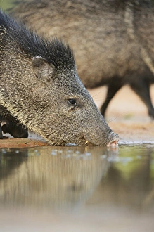 Collared Peccary, Javelina (Tayassu tajacu), adult drinking, South Texas, USA Collared Peccary, Javelina (Tayassu tajacu), adult drinking, South Texas, USA