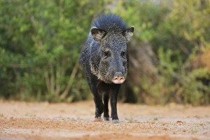Collared Peccary, Javelina (Tayassu tajacu), adult, South Texas, USA Collared Peccary, Javelina (Tayassu tajacu), adult, South Texas, USA