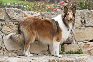 Collie standing on a sandstone bench and wall with roses in the background Collie standing on a sandstone bench and wall with roses in the background