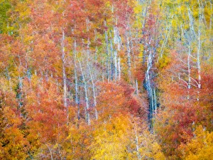 Colorful aspens in Logan Canyon during Autumn Colorful aspens in Logan Canyon during Autumn