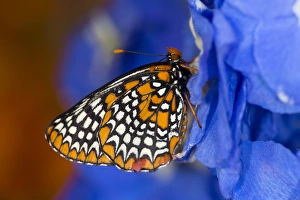 Colorful Baltimore Checkered Spot Butterfly, Euphydryas phaeton Colorful Baltimore Checkered Spot Butterfly, Euphydryas phaeton