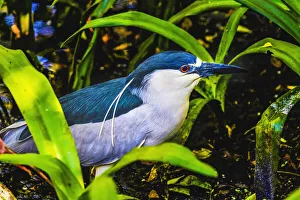 Colorful black crowned night heron fishing, Florida Colorful black crowned night heron fishing, Florida