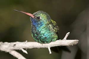 A colorful and curious adult broad-billed hummingbird (Cynanthus latirostris) in A colorful and curious adult broad-billed hummingbird (Cynanthus latirostris) in
