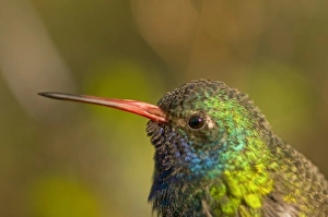A colorful and curious broad-billed hummingbird (Cynanthus latirostris A colorful and curious broad-billed hummingbird (Cynanthus latirostris