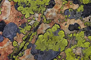 Colorful lichen patterns on rocks along McDonald Creek in Glacier National Park, USA Colorful lichen patterns on rocks along McDonald Creek in Glacier National Park, USA