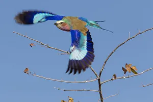 Colorful Lilac Breasted Roller taking flight, Etosha National Park Colorful Lilac Breasted Roller taking flight, Etosha National Park