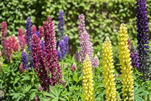 <b class=qtipBold><figcaption>Colorful Lupines, USA</figcaption></b><br><em>© Lisa Engelbrecht / DanitaDelimont.com</em> Colorful Lupines, USA