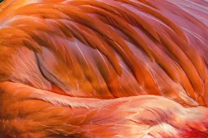 Colorful orange Pink Feathers American Caribbean Flamingo, Florida Colorful orange Pink Feathers American Caribbean Flamingo, Florida