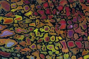 Smooth Gallery: Colorful Petrified Dinosaur Bone