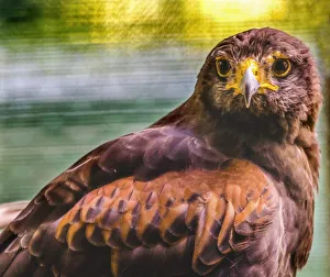 Colorful red-tailed hawk looking for prey, Florida Colorful red-tailed hawk looking for prey, Florida