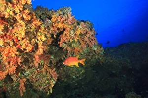 Colorful soft corals on ledge, North Huvadhoo Atoll, Southern Maldives, Indian Ocean Colorful soft corals on ledge, North Huvadhoo Atoll, Southern Maldives, Indian Ocean