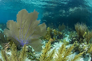 Colorful soft and hard corals shine in the clear blue waters on a coral reef of of Staniel Cay Colorful soft and hard corals shine in the clear blue waters on a coral reef of of Staniel Cay
