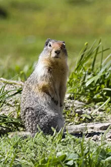 Images Dated 8th July 2005: Columbia Ground Squirrel in Glacier National Park, Montana