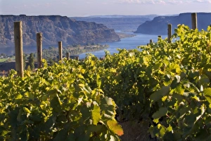 Columbia River seen from White Heron Winery and Vineyards in the Columbia Valley Columbia River seen from White Heron Winery and Vineyards in the Columbia Valley