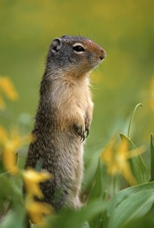 Columbian ground squirrel (Citellus columbianus), among glacier lilies, Glacier National Columbian ground squirrel (Citellus columbianus), among glacier lilies, Glacier National