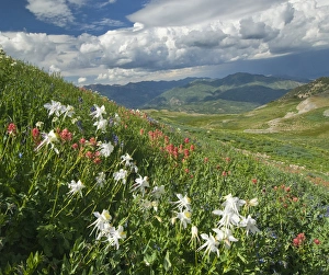 Columbine, (Aquilegia sp), Indian Paintbrush, (Castilleja sp.), Lupine and Cumulus clouds Columbine, (Aquilegia sp), Indian Paintbrush, (Castilleja sp.), Lupine and Cumulus clouds