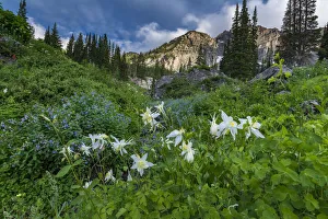 Columbine wildflowers and bluebells in Albion Basin, Alta Ski Resort Columbine wildflowers and bluebells in Albion Basin, Alta Ski Resort