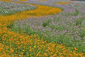 Commercially growing Cosmos Flowers in beautiful patterned rows Commercially growing Cosmos Flowers in beautiful patterned rows