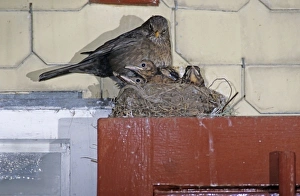 Common Blackbird, Turdus merula, female on nest with young on top of Window, Oberaegeri Common Blackbird, Turdus merula, female on nest with young on top of Window, Oberaegeri