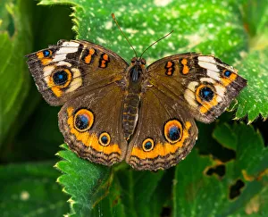 Common buckeye butterfly. Seattle, Washington State Common buckeye butterfly. Seattle, Washington State