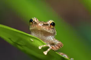 Frog Gallery: Common coqui, Eleutherodactylus coqui, El Verde, El Yunque NF, Puerto Rico