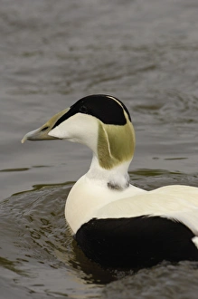 Common Eider Duck male (Somateria mollissima) CAPTIVE Slimbridge Wildfowl Common Eider Duck male (Somateria mollissima) CAPTIVE Slimbridge Wildfowl