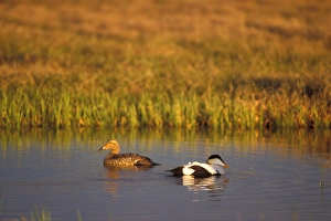 common eider, Somateria mollissima, pair in the 1002 coastal plain of Arctic National common eider, Somateria mollissima, pair in the 1002 coastal plain of Arctic National