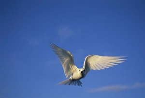 Common Fairy Tern, (Gygis alba) in flight, Midway Atoll, NW Hawaiian Island Common Fairy Tern, (Gygis alba) in flight, Midway Atoll, NW Hawaiian Island