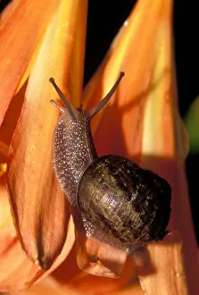 Images Dated 9th December 2008: Common garden snail (Helix aspera) on Kaffir Lily flower (Clivia miniata)