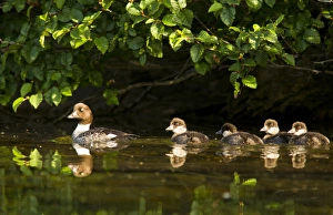 Common goldeneye with brood of four chicks on Big Therriault Laek in the Kootenai Common goldeneye with brood of four chicks on Big Therriault Laek in the Kootenai