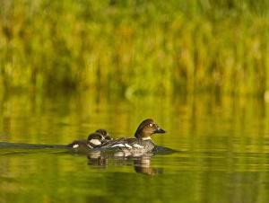 Common Goldeneye female with pair of chicks on Whitefish Lake, Montana, USA Common Goldeneye female with pair of chicks on Whitefish Lake, Montana, USA