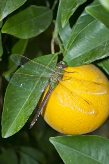 Common Green Darner (Anax junius) resting on orange in citrus grove, Mission, Texas Common Green Darner (Anax junius) resting on orange in citrus grove, Mission, Texas