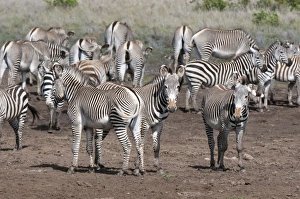 Common and Grevys Zebras (Equus quagga and Equus grevyi), Loisaba Wilderness Conservancy Common and Grevys Zebras (Equus quagga and Equus grevyi), Loisaba Wilderness Conservancy