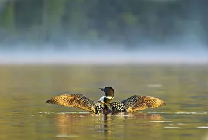 Common loon drying wings on Beaver Lake in the Stillwater State Forest near Whitefish Common loon drying wings on Beaver Lake in the Stillwater State Forest near Whitefish