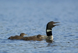 Common loon near Rudder Bay, Kabetogama Lake, Voyageurs National Park, Minnesota, USA Common loon near Rudder Bay, Kabetogama Lake, Voyageurs National Park, Minnesota, USA