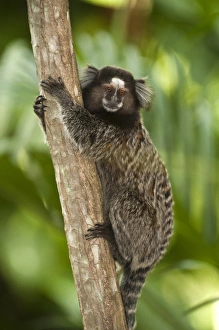 Common Marmoset or White-tufted-ear Marmoset (Callithrix jacchus) Sugar Loaf Common Marmoset or White-tufted-ear Marmoset (Callithrix jacchus) Sugar Loaf