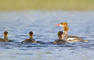 Common Merganser hen with brood of chicks in Whitefish Lake in Montana Common Merganser hen with brood of chicks in Whitefish Lake in Montana