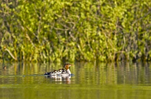 Common merganser with newborn chicks hitching a ride on mothers back in Whitefish Lake Common merganser with newborn chicks hitching a ride on mothers back in Whitefish Lake