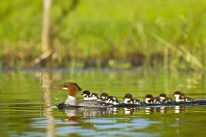 Common merganser with newborn chicks in Whitefish Lake, Montana, USA Common merganser with newborn chicks in Whitefish Lake, Montana, USA