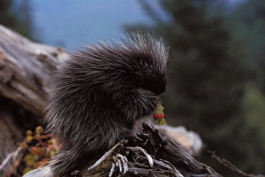 common porcupine, Erethizon dorsatum, feeding on high brush cranberry leaves common porcupine, Erethizon dorsatum, feeding on high brush cranberry leaves