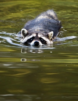 Common Raccoon, Procyon lotor, Stanley Park, British Columbia Common Raccoon, Procyon lotor, Stanley Park, British Columbia